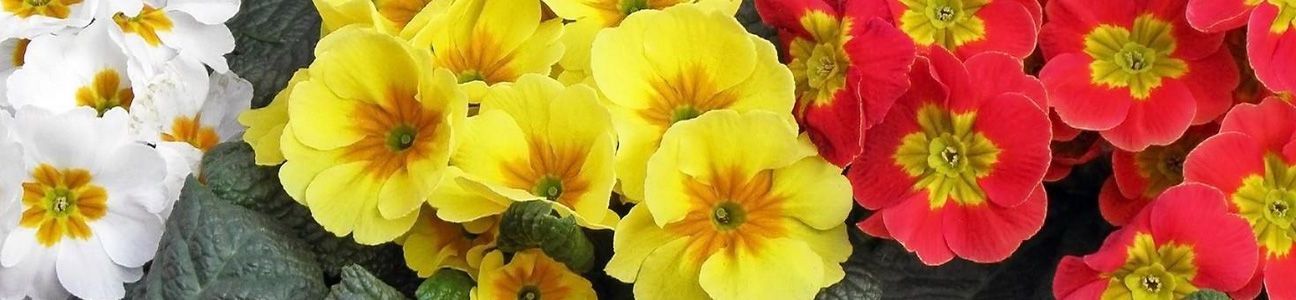 CVEĆARA PRIMULA