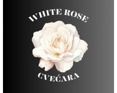 WHITE ROSE