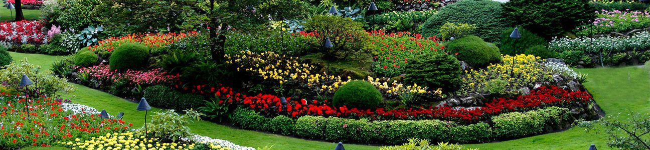 PRIMULA GARDEN